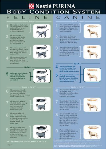 Canine Body Condition Chart