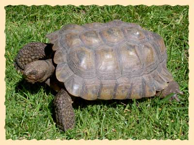 Ewok, Dr. Rittenberg's young Desert Tortoise