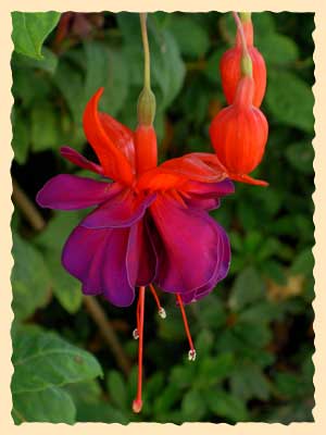 Fuchsia