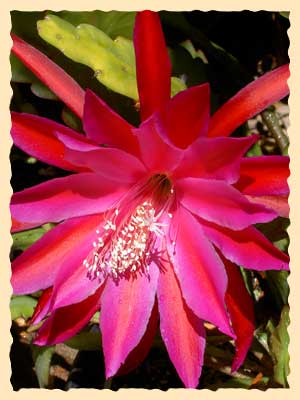 Epiphyllum