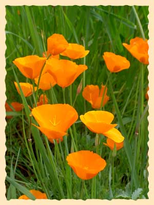 California Golden Poppies