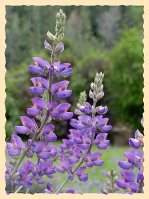 Lupine