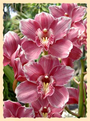 Cymbidium orchids