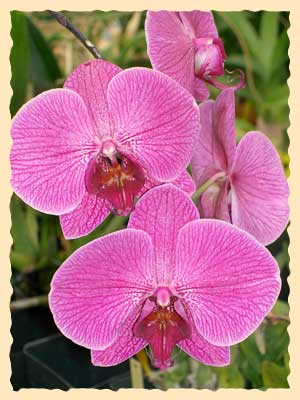 Phalaenopsis