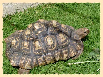 Nafeesa (Dr. Rittenberg's Leopard Tortoise)