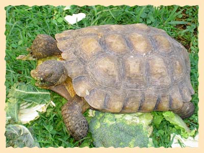 Ewok (Dr. Rittenberg's young Desert Tortoise) munching out